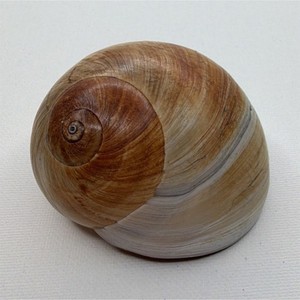 Large Brown and White Spiral Turbo Shell Collectible, 4 Inch