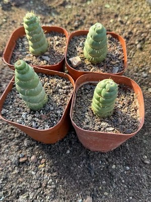 5PCS 5-8CM Succulent Cactus Plant Eulychnia Castanea Varispiralis Home Garden