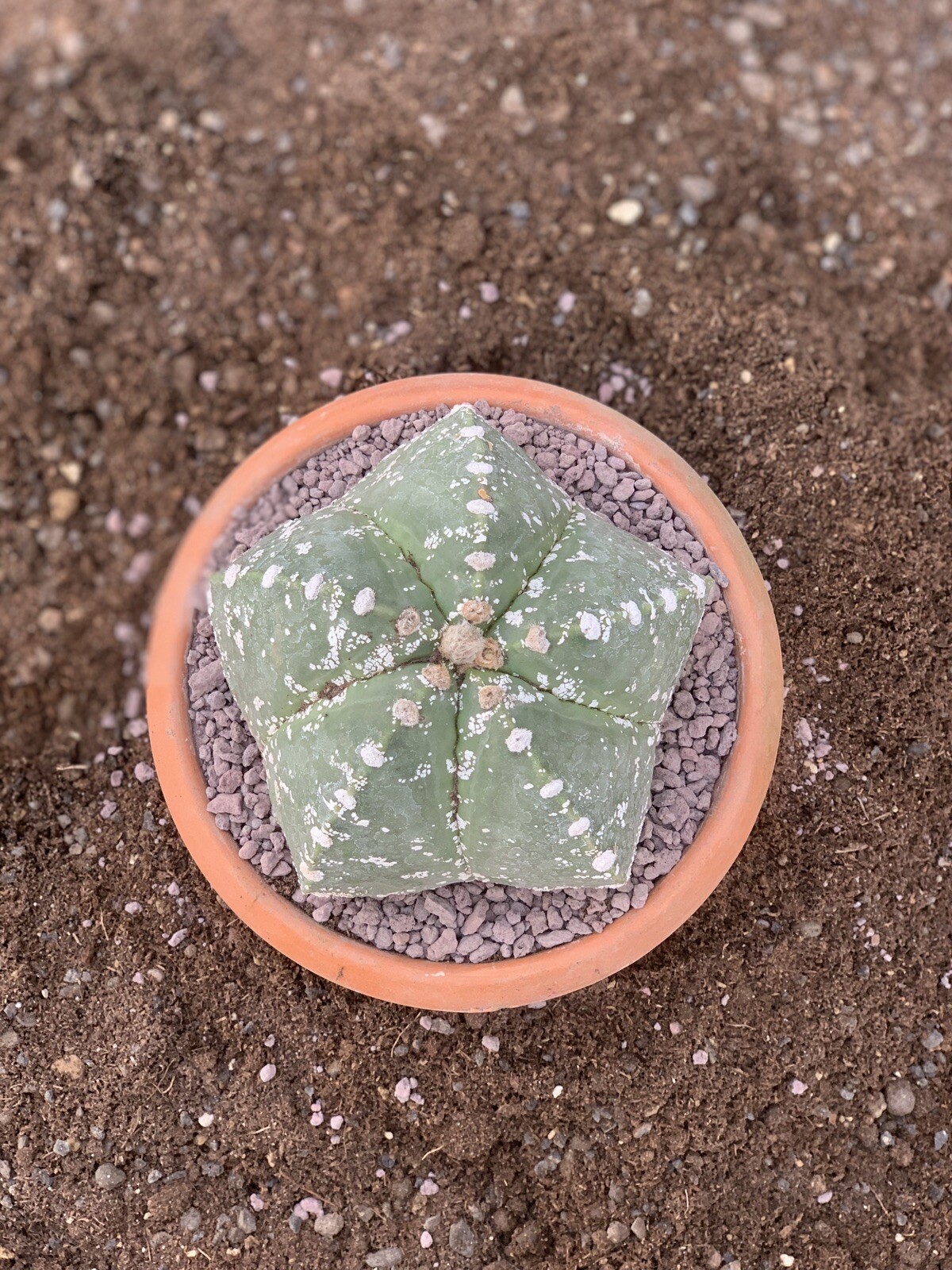 Astrophytum kikko Pot 14 Own Roots Rare Plant Height 11 Cm Beautiful Copiapoa Astrophytum kikko Pot 14 Own Roots Rare Plant Height 11 Cm Beautiful Copiapoa