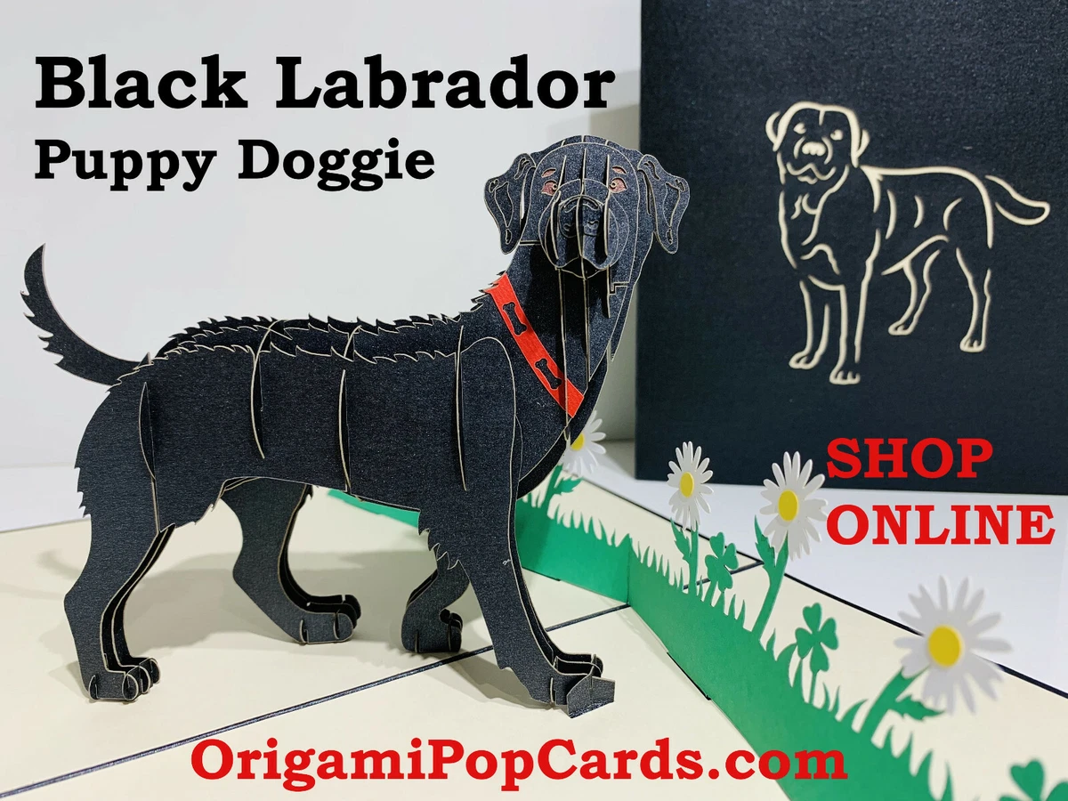 Lebra dog online shopping 2025