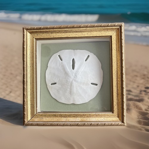 Framed Sand Dollar From Florida Beach Wall Art  6.5”x6.5” (frame size)
