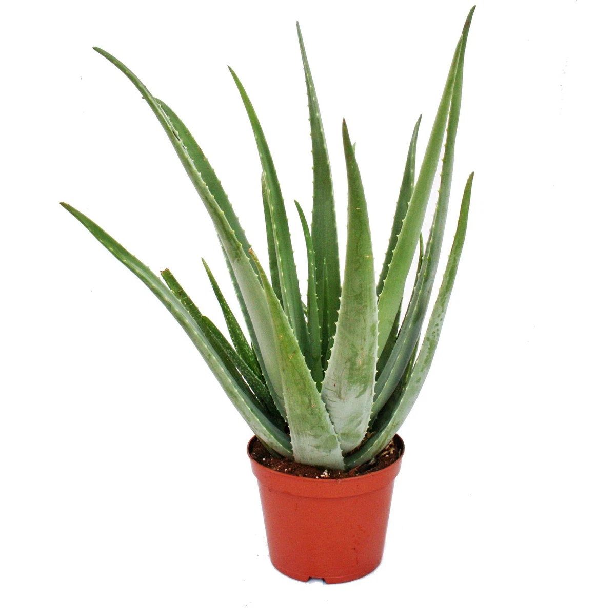Echte Aloe Vera online kaufen | eBay.de