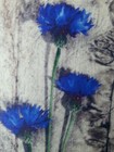 Bild 5 von 5