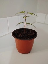 Green Leaf Japanese Maple Tree, 4" Pot.