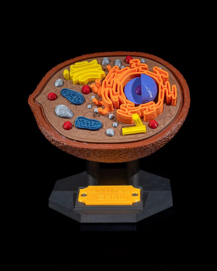 Modelo de células animales impreso en 3D Biología educativa Ciencias STEM enseñanza escolar