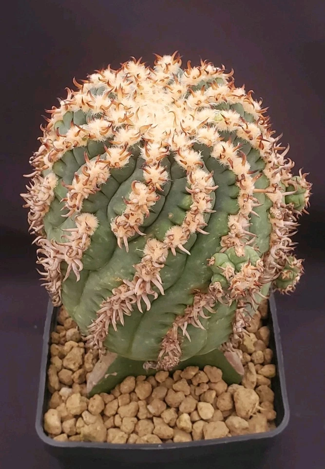 Gymnocalycium spegazzinii var. unguispinum (XXL) SELECTION 'Eagle Claw' 🦅 SPINE - Imagen 3 de 4