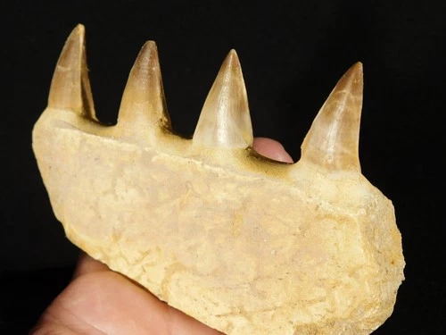 Mosasaurus Bone Fossil with FOUR! Tooth Fossils w/Stand Morocco 195gr