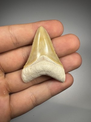 Colorful 1.75  Bone Valley Megalodon Shark tooth Fossil Florida