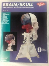 Skilcraft 71335 Human Brain Skull Anatomically Accurate Model Kit Factory NIB