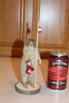 New Taxidermy Gopher Ground Squirrel Chipmunk Fish Pole Mount Novelty Whitetail