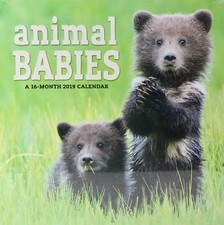Animal Babies 12" x 12" 16 Month 2019 Wall Calendar by Dateworks w