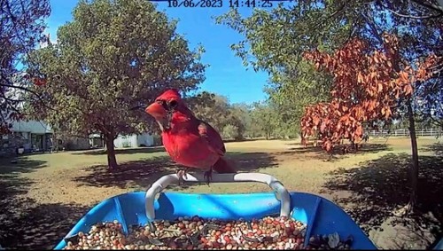 BirdDock Hummingbird Smart Bird Feeder Camera AI Recognition Christmas Gift - Picture 15 of 16