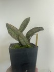 Picture 9 of 11