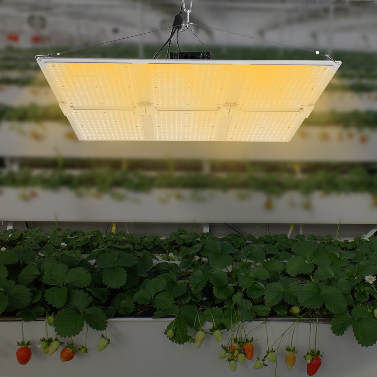 600w LED Grow Lights Panel Sunlike Full Spectrum For Indoor