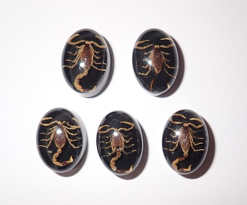 Insect Cabochon Golden Scorpion Oval 12x18 mm on Black Bottom 2 pieces Lot - Picture 8 of 11