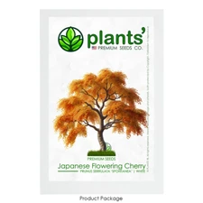 Japanese Cherry Tree | Premium Seeds | Prunus serrulata Spontanea Fall | Plants'