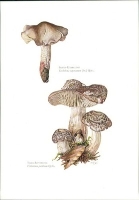 Pilze - Claus Caspari : Seifen-Ritterling. Tricholoma saponaceum (Fr.) Quel. Off