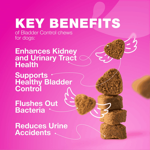 Dog UTI Treatment Dog Cranberry Supplement for Bladder Kidney Health Urinary - Bild 3 von 9