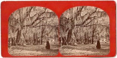 U.S.A.USA.Florida,Floride.Hibernia Plantation.Fred's Walk.Photo Stereo view.1875