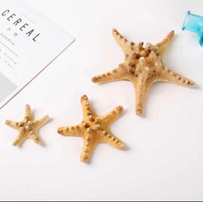 Natural Starfish  - 50mm-70mm - Crafts, Wedding decorations, seashells