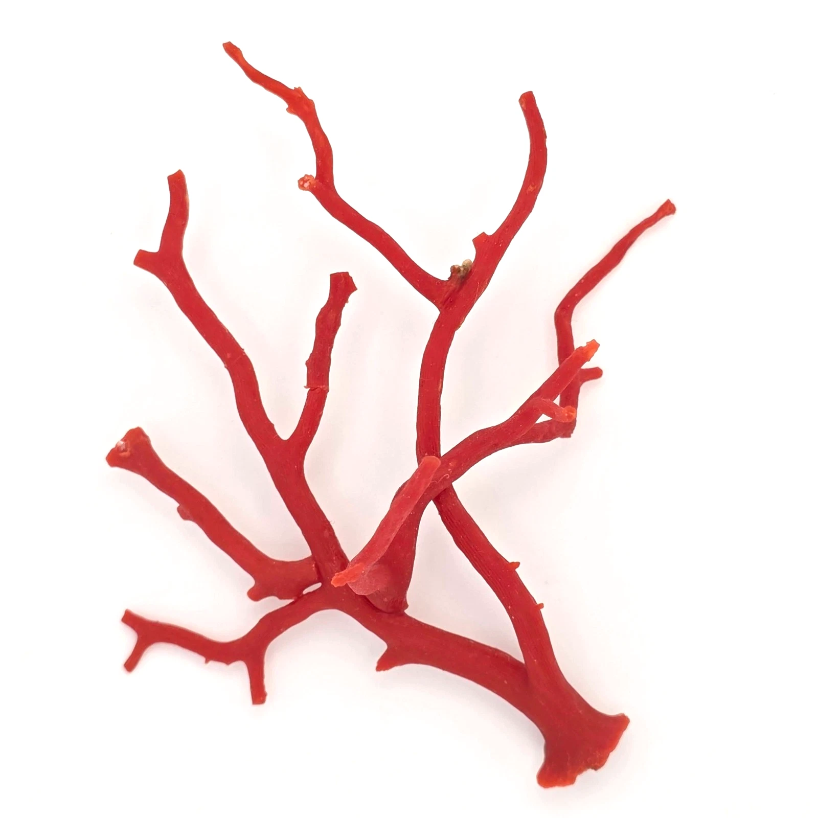 Natural Red Coral Branch Composition