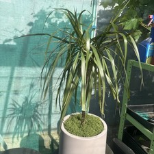 Dragon tree