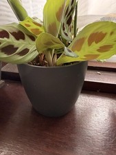 Elho 14cm Round Plant Pot Anthracite Plastic Planter