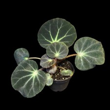 Rarität! Begonia subacida, Terrarienpflanzen, Regenwald Terrarium, Begonie, 