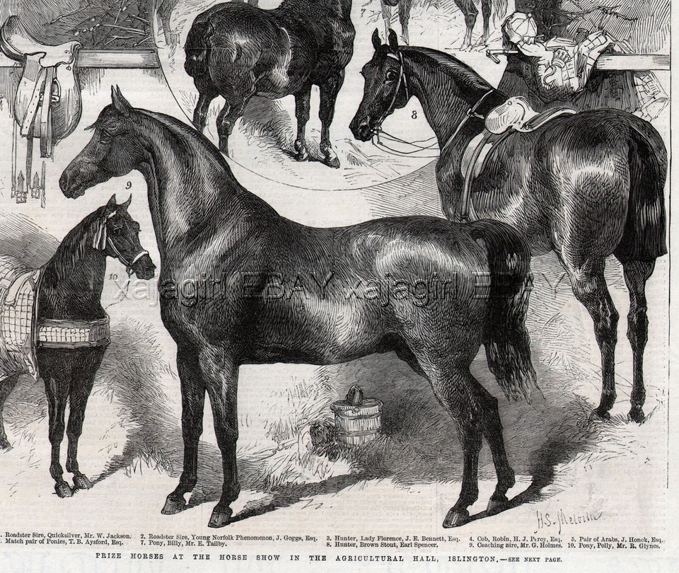 Horses & Ponies, Named Champions Islington, Large 1860s Antique