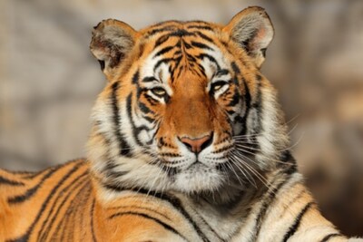 Wandbild: Porträt eines bengalischen Tigers (Panthera tigris bengalensis) [...]