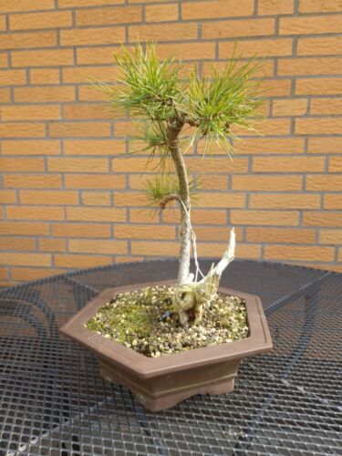 Kiefer-Bonsai (Pinus) ca. 9jahre alt - Bild 2 von 4