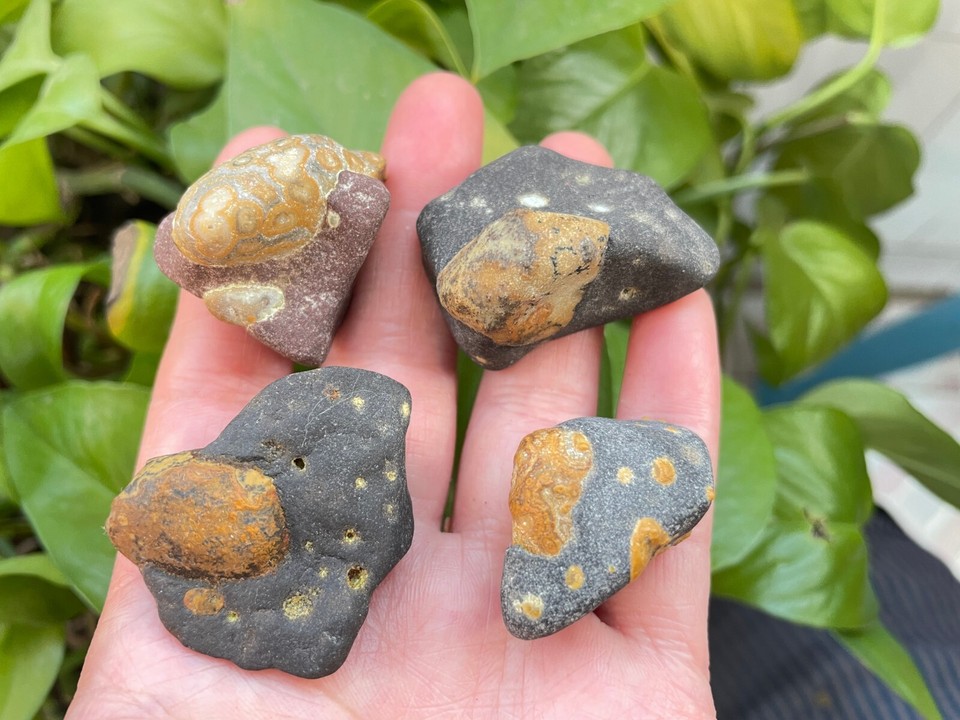 74g/4 pieces Natural Gobi eye stone in rock Suisekiviewing collection