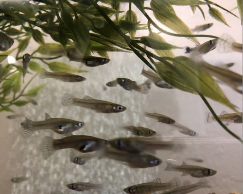 20+ Gambusia Mosquitofish Natural Mosquito Control/ Feeders