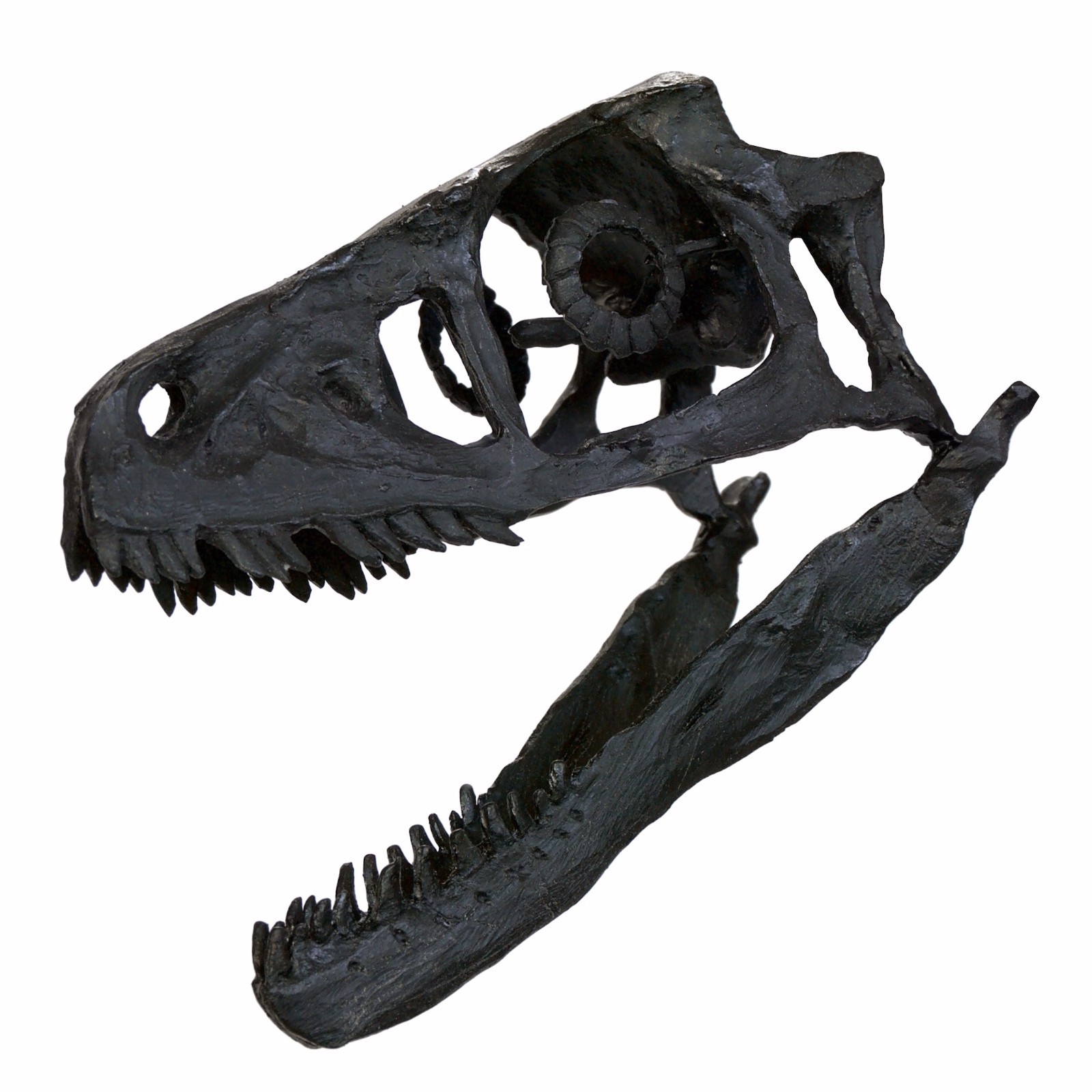 Life Size Baryonyx Tooth Replica Dinosaur Fossils Triassica UK | eBay