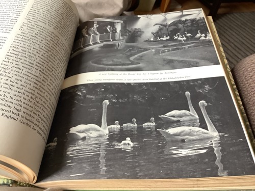 Birds in Our Lives, Alfred Stefferud, ed., Arco Publ., 1971 2nd printing - Imagen 10 de 15
