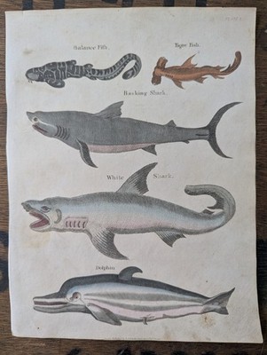 Antique c1815 Natural History Animal Print Hand Coloured Engraving White Shark 