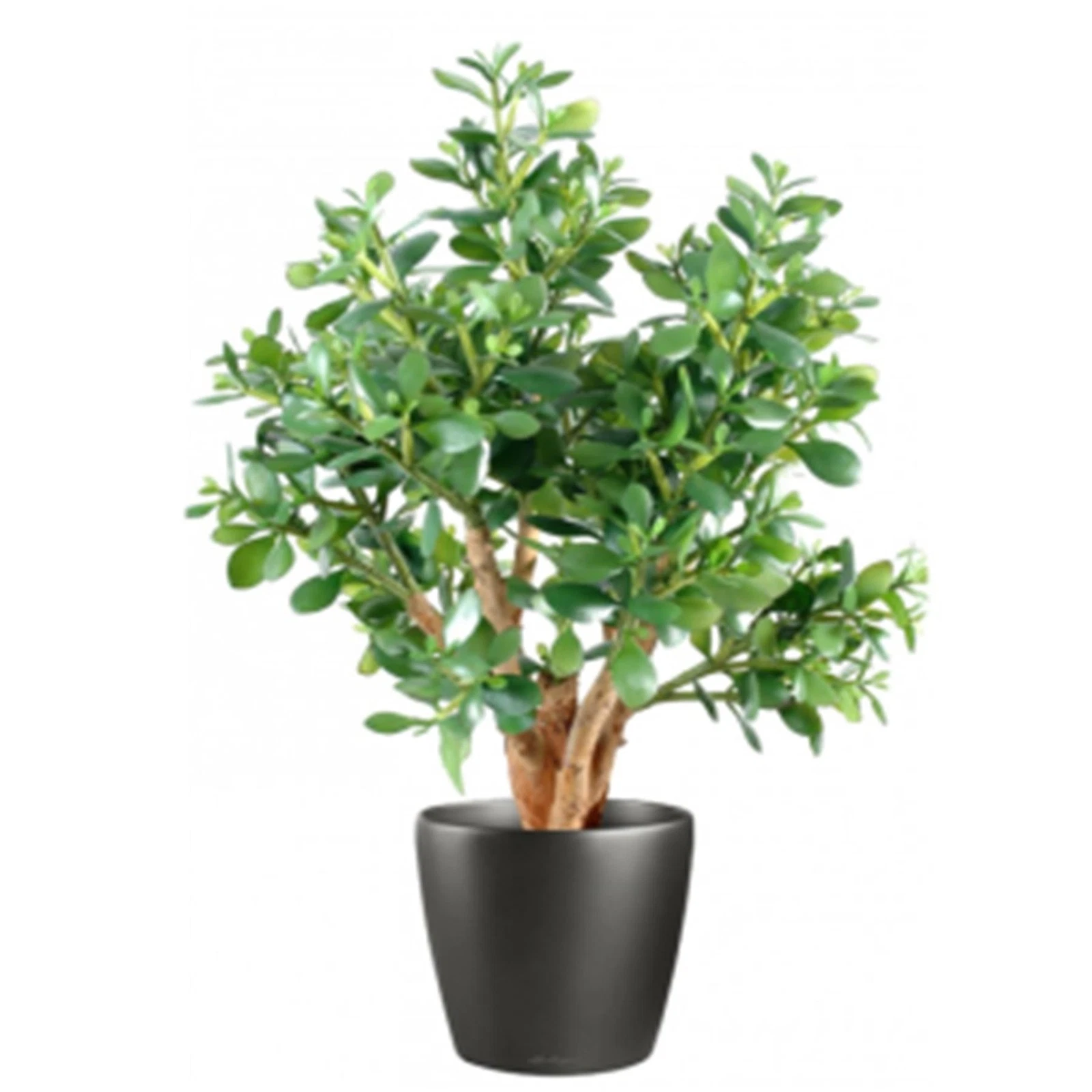 70cm Deluxe Jade Plant - 70625