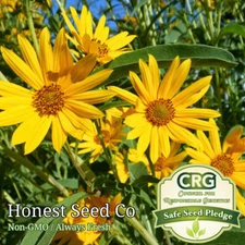 250+ MAXIMILIAN Sunflower PERENNIAL Seeds | Non-GMO | 8 ft tall - USA Free Ship