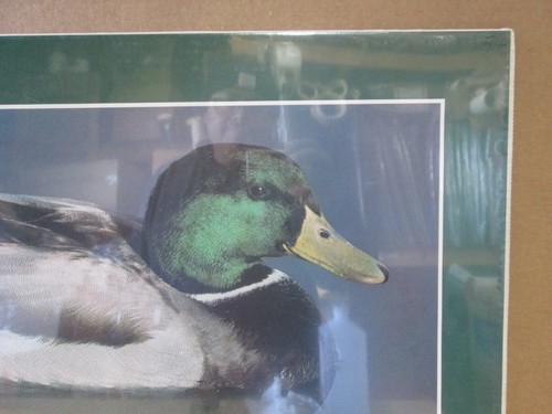 MALLARD DUCK 1985 VINTAGE POSTER CNG3145 - Picture 2 of 5