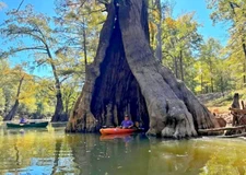 Southern Bald Swamp Cypress Tree Seeds Taxodium distichum Fast Fall Colors Hardy