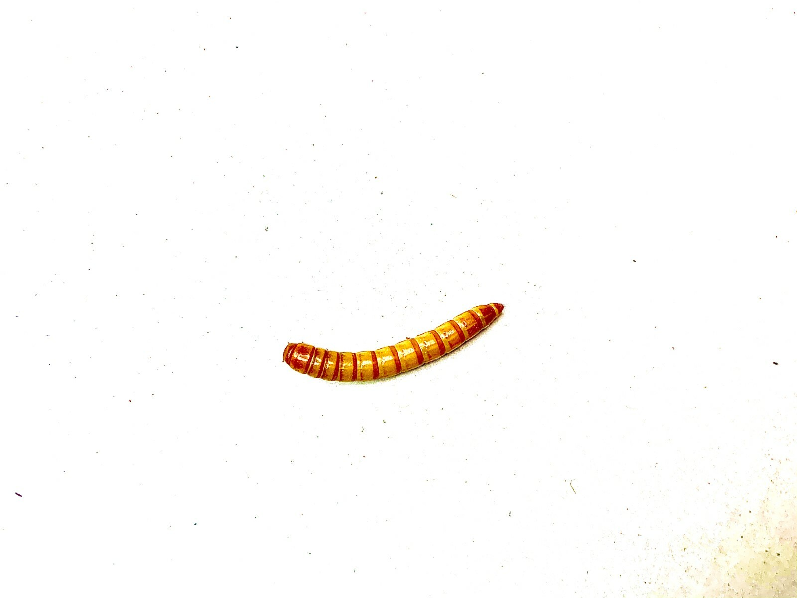 Live Regular Mealworms Bulk Bag 1kg 2025mm Livefoods Reptiles Wild