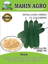 Bangladeshi popular long green Cucumber sosa seeds extra long cucumber 20 Seeds