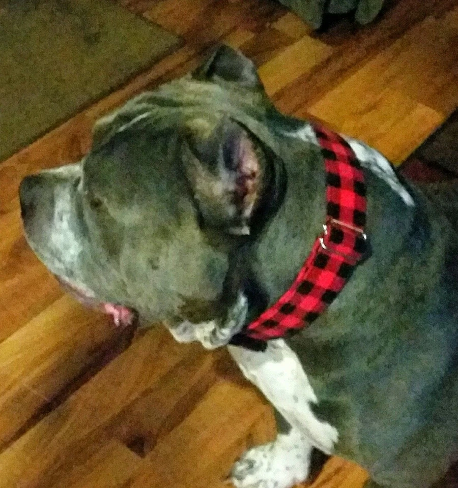 Red Green Cream Plaid Terri's Dog Collar handmade adjustable Boy Christmas - Image 3 of 3