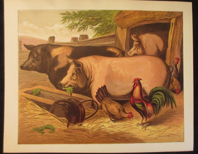 ROOSTER CHICKEN HEN PIGS AT TROUGH FARM ANIMALS ANTIQUE  LITHOGRAPH 1873