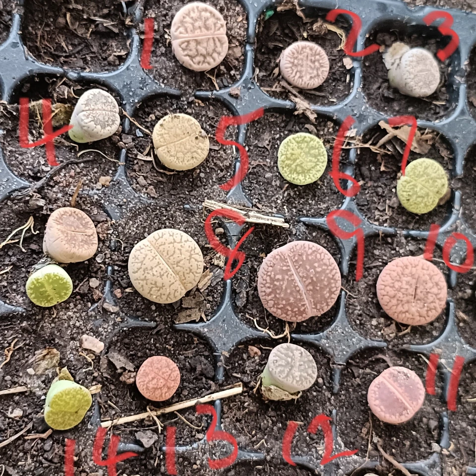 Lithops Living stone about 1 cm nice succulent - Image 2 of 4