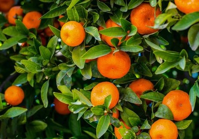 Mandarin / Tangerine Orange Seedss 120 pcs  Sweet Orange free shipping