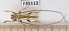 F35112. Insects, Cerambycidae sp. Vietnam North. 1900m. Nice!!!!!!! A-