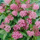 25+ Pink Milkweed/asclepias seeds Monarch butterflies Asclepias Cinderella Pink — photo 2