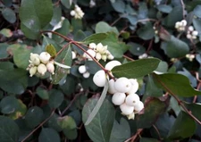 50+ Snowberry Shrub Seeds - Non-GMO Seeds, Grown and Shipped from Iowa. Made in 