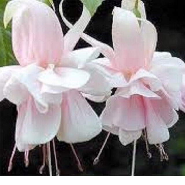 fuchsias on spring sale